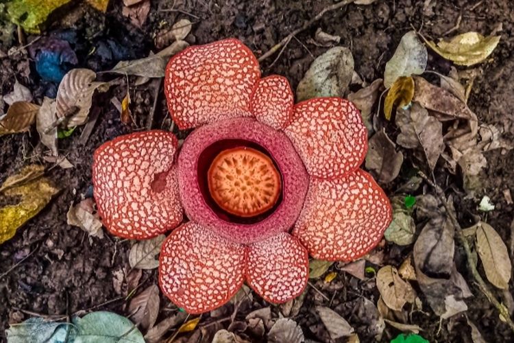 Bunga Raflesia Zollingeriana berkelopak tujuh yang tumbuh di TN Meru Betiri Banyuwangi 