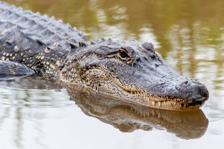 Ilustrasi aligator 