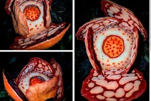 Peneliti BRIN Temukan Spesies Rafflesia hasseltii di Sumatera Barat