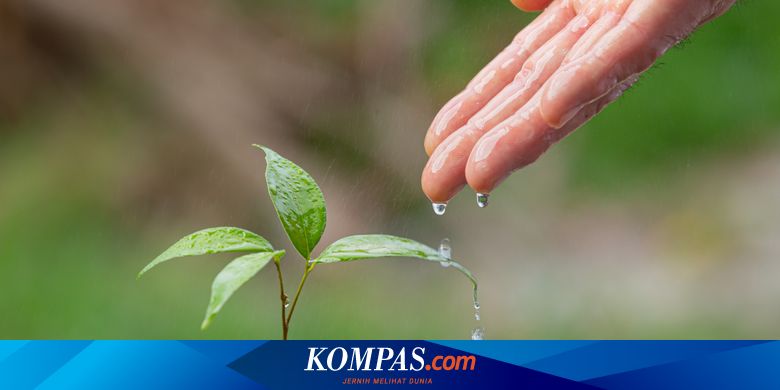 6 Manfaat Air bagi Tumbuhan