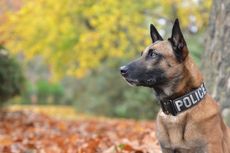 Melawan Saat Ditangkap, Penjahat Gigit Kepala Anjing Polisi