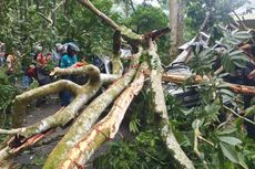 Mobil Tertimpa Pohon Tumbang di Jember, Sopir Terjepit dan Tewas