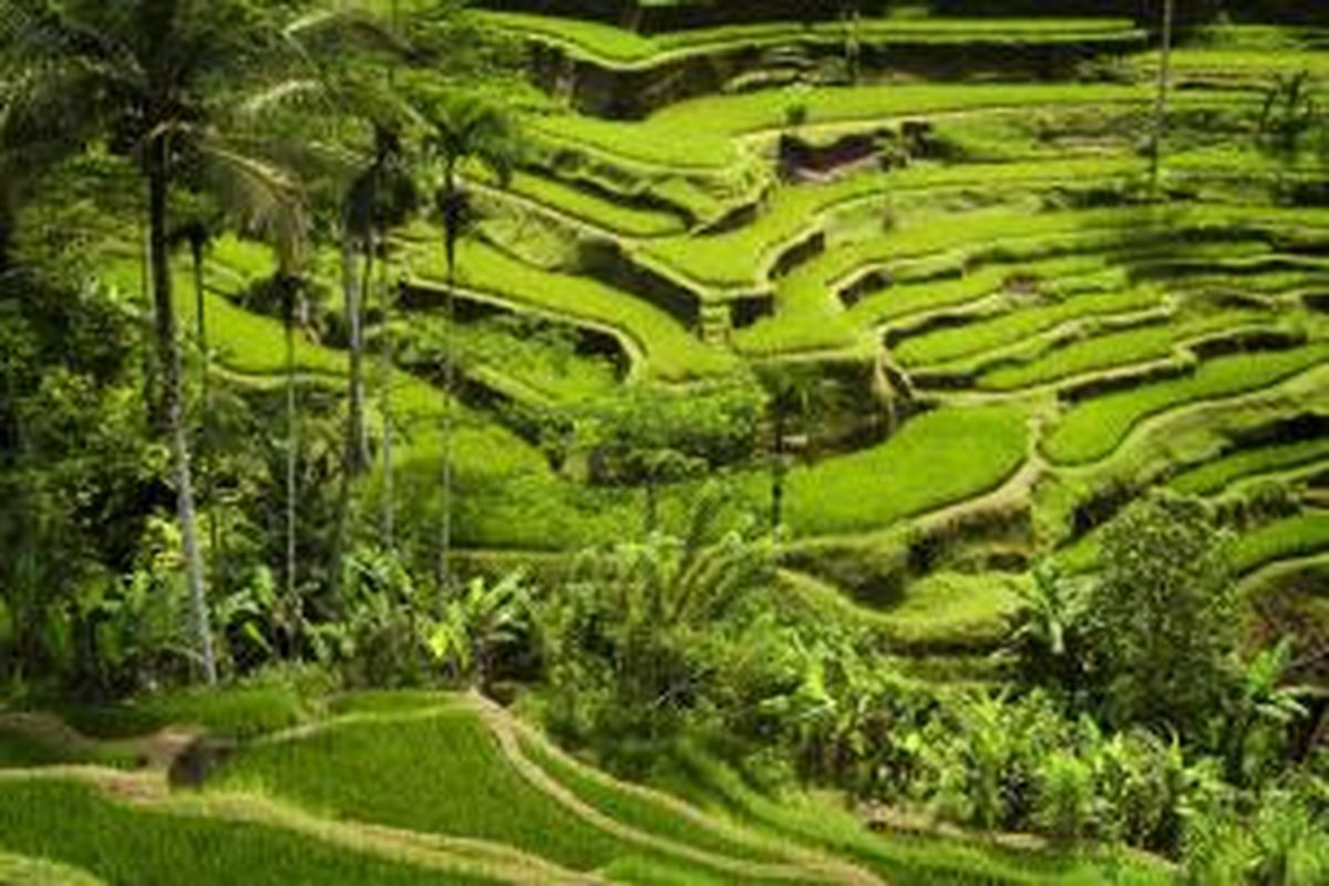 Sawah di Tegallalang, Ubud, Gianyar, Bali.