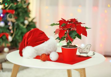 8 Tanaman Hias yang Cocok untuk Dekorasi Natal, Meriah dan Penuh Warna