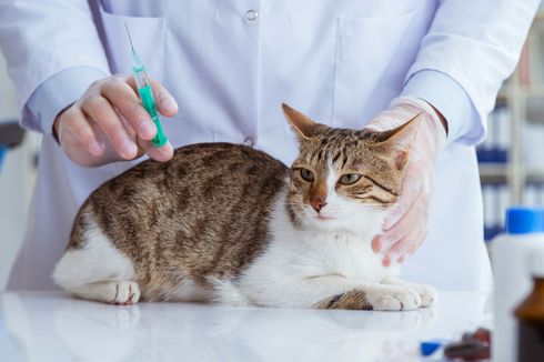 Simak, Ini Persiapan Sebelum dan Sesudah Vaksin Rabies untuk Kucing