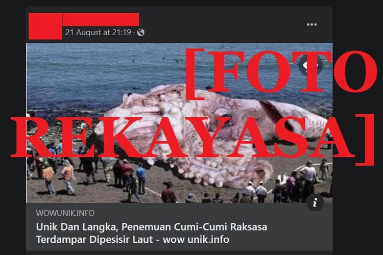 Foto hoaks tentang cumi-cumi raksasa terdampar di California yang ternyata konten satire.