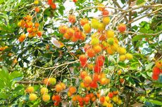 Mudah, Ini Cara Mencangkok Rambutan agar Cepat Tumbuh