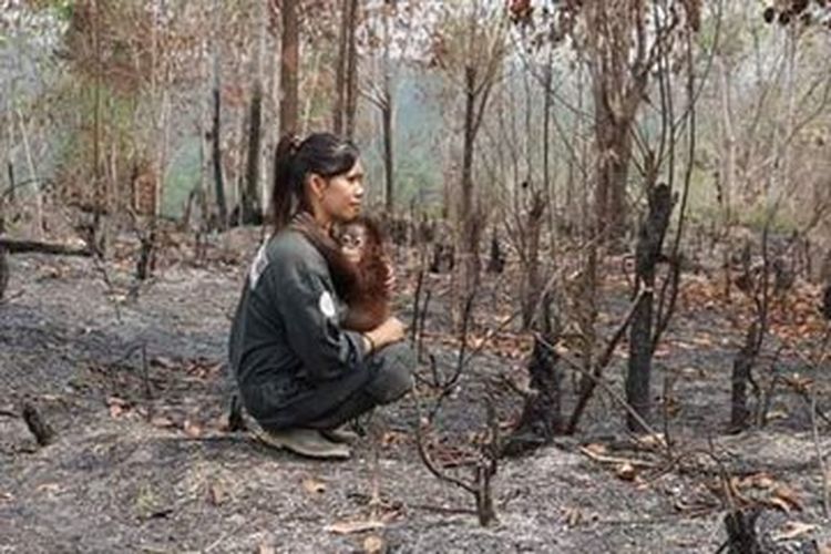 Foto yang menggambarkan wanita sedang menggendong bayi orangutan diambil di Pusat Rehabilitasi di Samboja Lestari, Kalimantan Timur yang dilanda kebakaran pada 31 Agustus dan 1 September 2015. 
