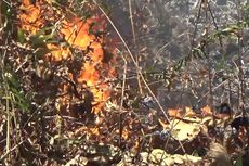 20 Hektar Lahan di Majene Terbakar, Asapnya Bikin Sesak Warga Sekitar