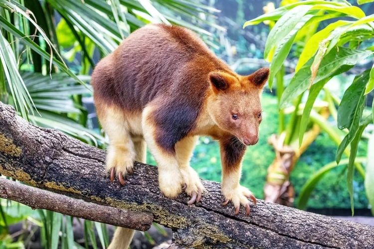Misteri Cahaya Tersembunyi di Balik Bulu Mamalia Australia