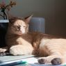 Ini Alasan Mengapa Kucing Suka Tidur di Atas Laptop