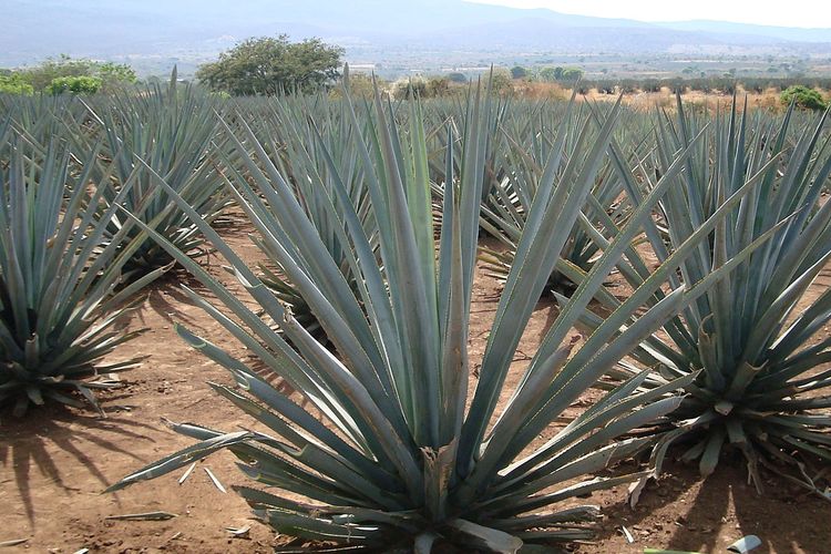 Ilustrasi tanaman agave, bahan baku pembuatan minuman alkohol terpopuler di dunia, tequila. Penyerbukan alami tanaman ini dilakukan oleh kelelawar hidung panjang, yang dikemudian dikenal sebagai kelelawar tequila.