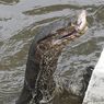 Saat Biawak Disalahkan atas Banjir yang Melanda Bangkok Thailand…