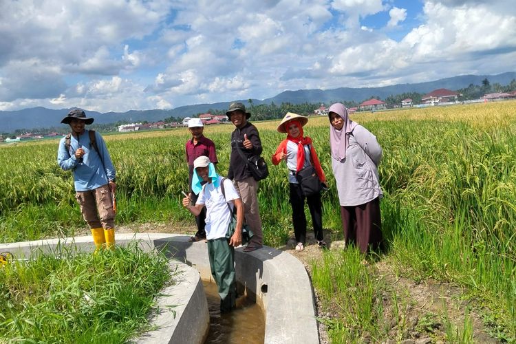 Enggan Pangku Tangan, Petani di Solok Sumbar Modal Utang Pulihkan Sawah Pascagalodo