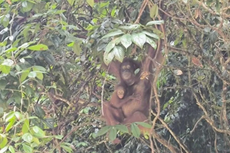 Dua Orang Utan Tumbuh Sehat di Kalbar, KHLK: Angin Segar Konservasi