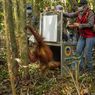 Pulih dari Luka Usai Berkonflik dengan Manusia, Orangutan Marisa Dikembalikan ke Tanagupa Kalbar