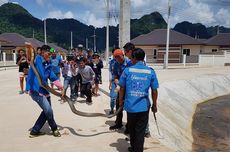 King Cobra Sepanjang 4 Meter Ditangkap dari Dalam Selokan di Thailand