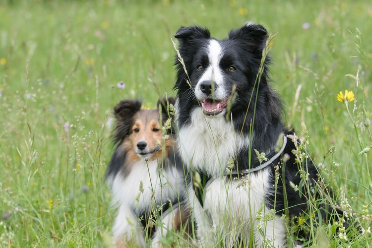 Ilustrasi anjing Border collie.