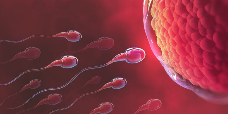 Illustration of sperm moving towards the ovum