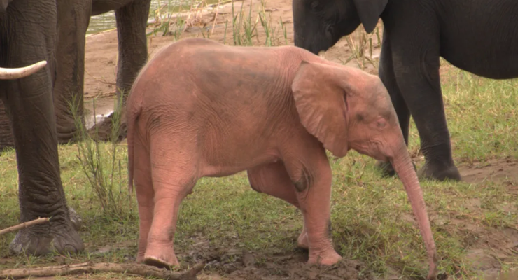 Anak Gajah Merah Muda Lahir di Afrika Selatan