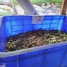 TPS Ketapang di Gambir Pakai Larva untuk Reduksi Sampah, Warga Didorong Ikut Budidaya