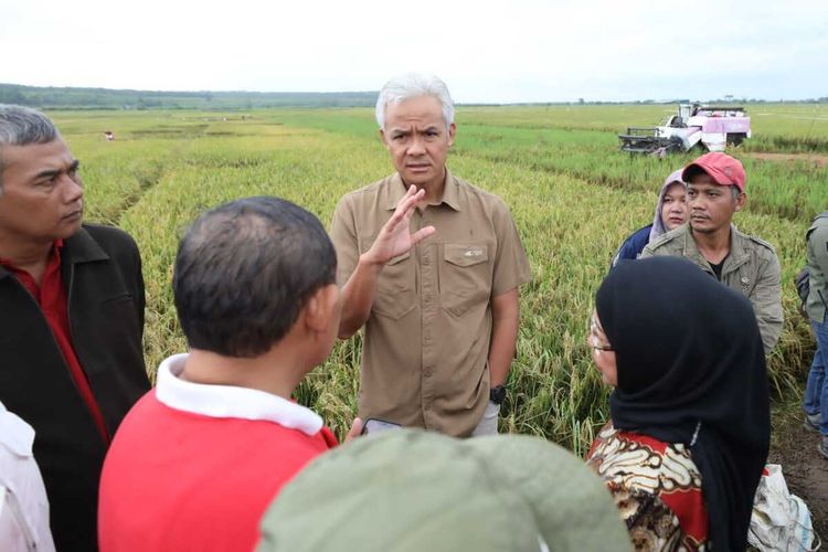 Gubernur Jawa Tengah, Ganjar Pranowo meninjau panen padi di Desa Krengseng, Kecamatan Gringsing, Kabupaten Batang, Sabtu (11/02/2023).