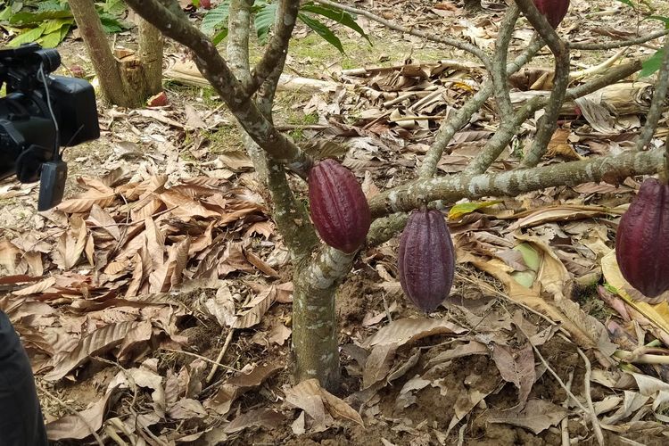 Buah kakao yang menjadi bahan baku dari cokelat di salah satu kebun kakao di Desa Sipatuo, Kabupaten Pinrang, Sulawesi Selatan, Selasa (20/9/2022). 