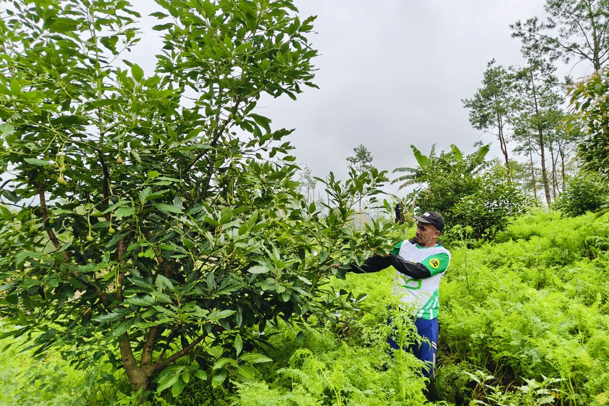 Joko Wibisono, salah satu petani di Desa Sumbergondo Bumiaji Kota Batu, Jawa Timur, saat merawat tanamannya di lereng Gunung Arjuno guna mengembalikan dan membangun penghidupan dan sekaligus membantu melestarikan alam.