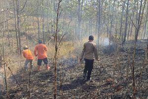 Lahan Perhutani di Wonogiri Terbakar Seluas 4 Hektare, Api Diduga dari Warga Bakar Sampah