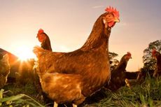 Diputus Bersalah Terkait Kartel Ayam, Ini Jawaban Japfa...