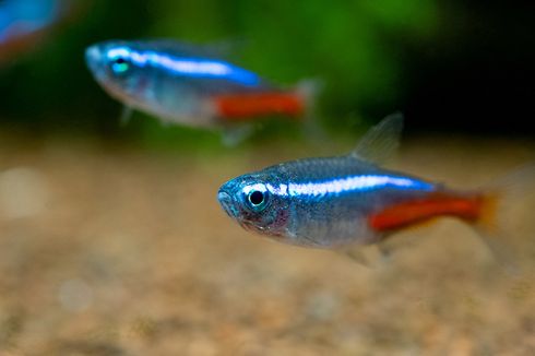 5 Jenis Ikan Neon Tetra yang Populer pada 2022