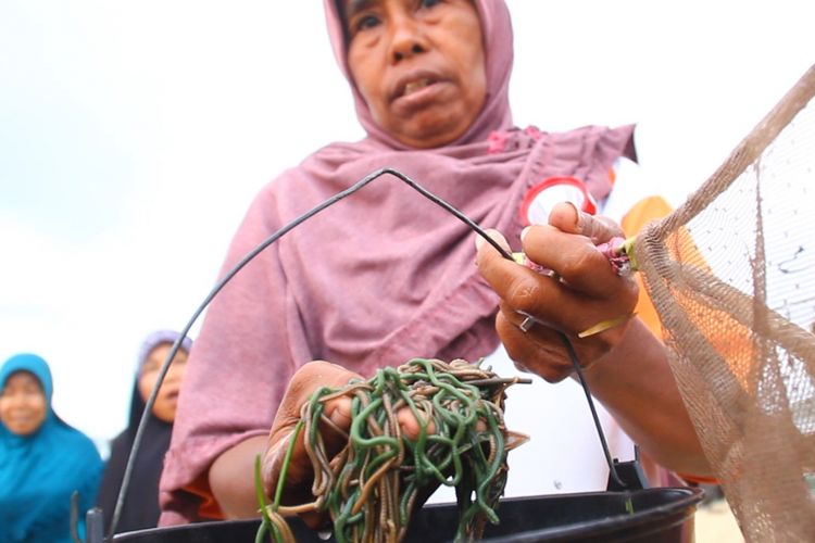 Lombok Tengah, Kompas com-inilah nyale, cacing laut, yang dipercaya sebagai jelmaan putri Mandalika, seorang putri cantik yang menceburkan dirinya ke laut lepas, karena tak menginginkan pertempuran antar pangeran yang memperebutkan dirinya.