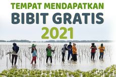 Cara Mendapatkan Bibit Pohon dan Buah Gratis dari KLHK, Cek Lokasinya