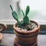  7 Tips Merawat Kaktus Mini agar Tetap Hidup dan Subur