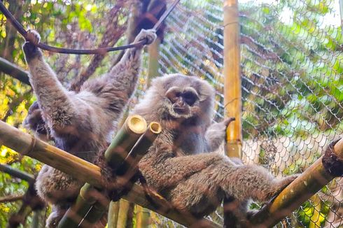 Two Endangered Javanese Silver Gibbons Take First Steps into the Wild