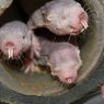 Tikus Mol Punya Imunitas terhadap Kanker, Kok Bisa?