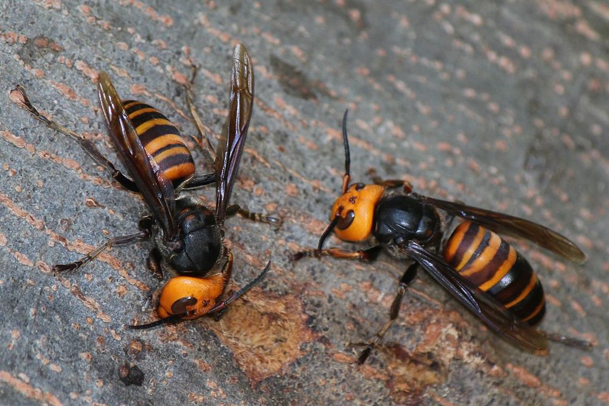 Ilustrasi tawon vespa. Seorang sopir di Kalimantan Tengah (Kalteng) meninggal dunia usai disengat tawon  vespa.