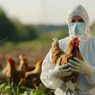 Kemenkes Imbau Waspada Flu Burung, Surveilans Harus Ditingkatkan