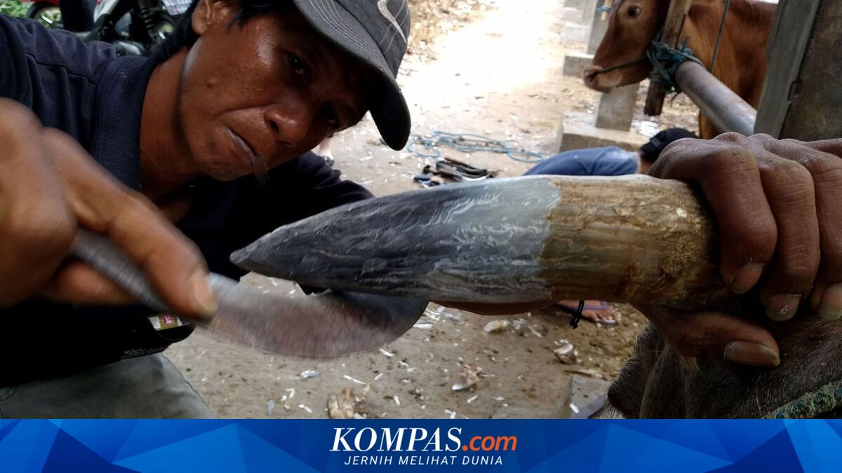 Sapi-sapi Berdandan Menjelang Hari Raya Kurban