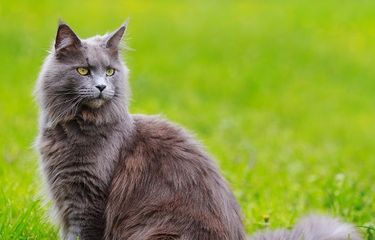 4 Ras Kucing Abu-abu Berbulu Panjang dan Tebal Halaman all ...