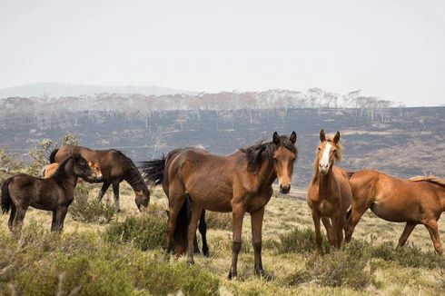 Australia Akan Basmi Ribuan Kuda Liar dengan Menembaki dari Udara