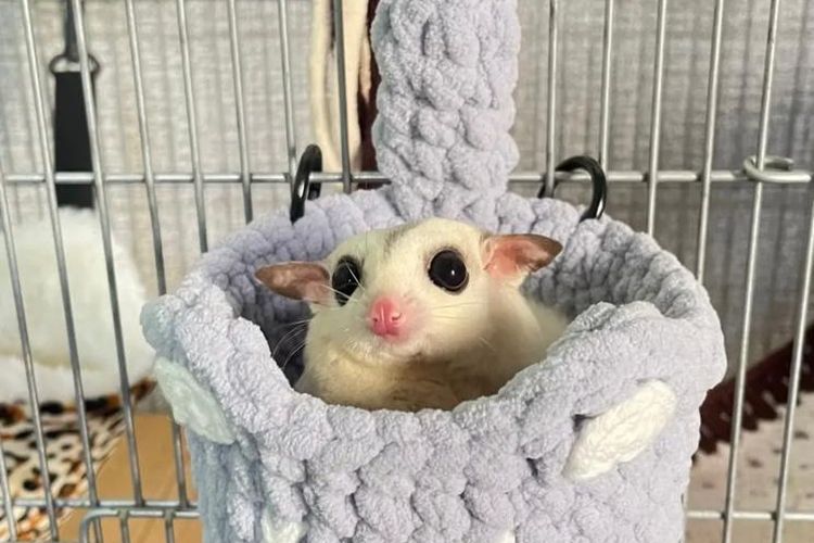 Fenomena “Proxy Famous”, Konten Hewan Jadi Jalan Pintas Menuju Popularitas