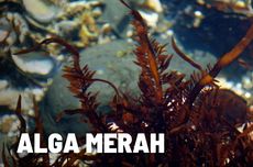 Alga Merah: Morfologi, Ciri-ciri, dan Manfaatnya 