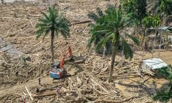 Gelondong Bernomor Di Banjir Sumatera