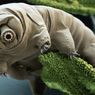 Dikenal Kecil dan Tangguh, Kini Ilmuwan Temukan Kelemahan Tardigrade