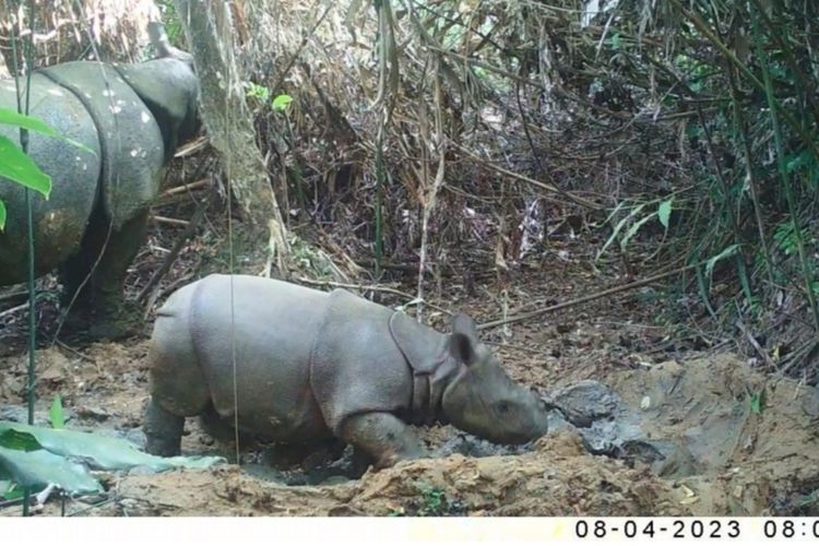 Induk Badak bernama Kasih dilaporkan melahirkan satu anak badak baru di Taman Nasional Ujung Kulon.