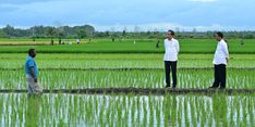 Presiden Kunjungi Pertanian Modern di Distrik Kurik, Mentan Amran Optimistis Merauke Jadi Lumbung Pangan Indonesia Timur