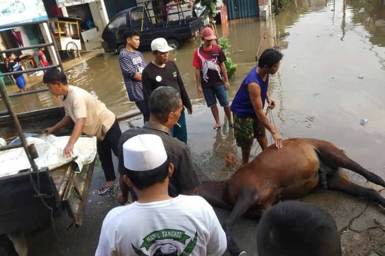Seorang kusir yang belum diketahui identitasnya pingsan dan kudanya mati setelah menerobos banjir di Jalan Kayu Gede, Paku Jaya, Serpong Utara, Tangerang Selatan. Peristiwa tersebut terjadi pada hari Rabu (1/1/2020) sekitar pukul 18.00 WIB