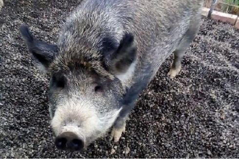 Seekor Babi Seberat 300 Kg Dilarang Jalan-jalan di Kota Ini