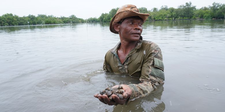 Selamat or Amat shows virgin cockles produced from cultivation in the mangrove area on Jalan Young Panah Hijau, Labuhan Deli District, Medan City.  The community really feels the benefits of preserving mangroves, the planting of which is carried out independently and then supported by a number of parties.